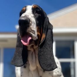 Basset Hounds from On My Way 2U Acres