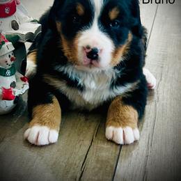 Bruno - Black rust and white male Bernese Mountain Dog puppy in Strasburg, Ohio from Lois Allison