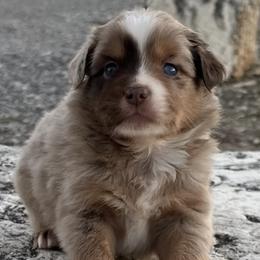 Trigger - Red merle male Miniature Australian Shepherd puppy in Godley, Texas from Nana and Paws Aussies
