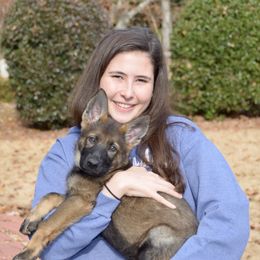 German Shepherd Puppies from Sternenlicht Kennel