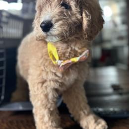 Bernedoodle, Cockapoo, and Goldendoodle Puppies from Avery Doodle Day LLC