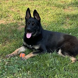 Vika - German Shepherd