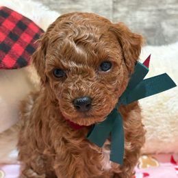 Amani - Red  female Poodle puppy in Utica, Ohio from Poodle Me Crazy