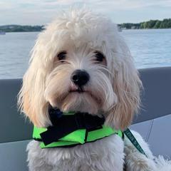 Cavatons from Lakeshore Cavatons