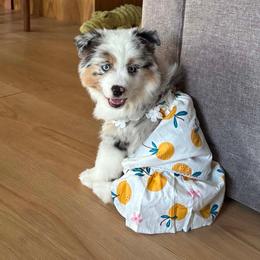 Marble - female Miniature American Shepherd puppy in Herriman, Utah from Painted Blue Aussies
