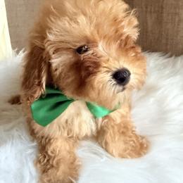 Pekingese, Poodle, and Shih Tzu Puppies from Happy puppies