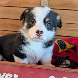 Mae - Black and tan female American Corgi puppy in Shawnee, Oklahoma from Sunray Ranch