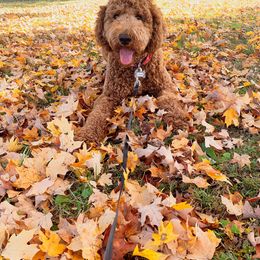 Poodle All Grown Up from A & K Kennels