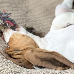 Basset Hounds and Shih Tzus from D & D Kennels