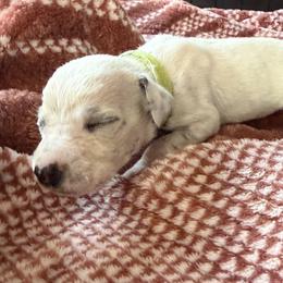 Aurora - White and black female Dalmatian puppy in Albuquerque, New Mexico from Storm & Blue's Dalmatian Pups