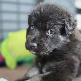 Girl 2 - female Shiloh Shepherd puppy in Anza, California from Stunning Shiloh Shepherds