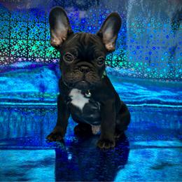 Frenzy - Black male French Bulldog puppy in Rockville, Indiana from Blaze Of Glory Bostons & Frenchies