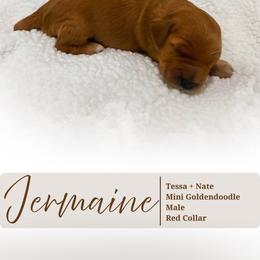 Jermaine - Red  male Goldendoodle puppy in Garden Grove, California from Sunkissed Doodles