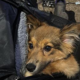 Pembroke Welsh Corgis from Moonrise