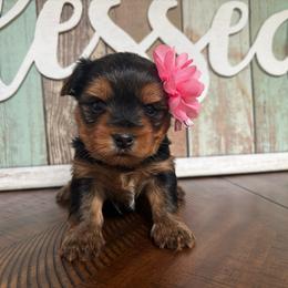 Belle - Black and tan female Yorkshire Terrier puppy in Cornelia, Georgia from Kruz Kennels