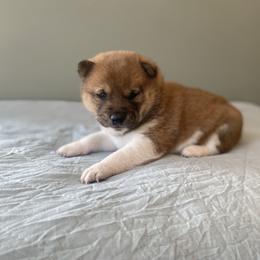Puffin - Red male Shiba Inu puppy in Monett, Missouri from Happy Tails Shiba Inus