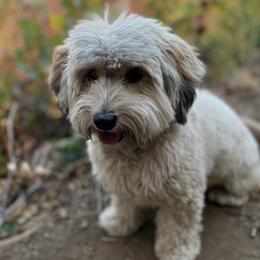 Bernedoodle, Cavapoo, Havanese, and Havapoo Puppies from Lady Paws Puppies - Cassie