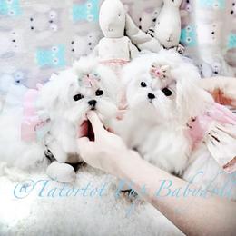 Maltese and Yorkshire Terrier Puppies from tatortot pup