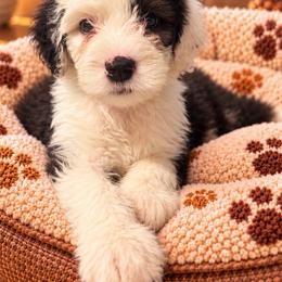 Pink - Gray and white female Old English Sheepdog puppy in Iowa from Midwest Puppy Paws