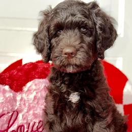 Snots - male Australian Labradoodle puppy in Beecher, Illinois from Erica’s Doodles