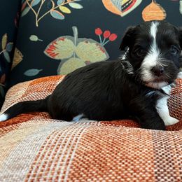Java - Havanese puppy from Windy Hill Havanese