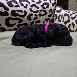 Magenta - Black female Poodle puppy in Hartselle, Alabama from Phare Poodles