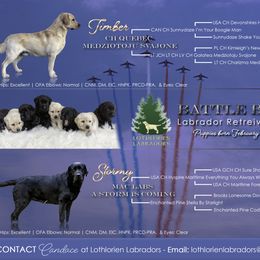 "Battle Born Litter - B Litter" Labrador Retriever Puppies from Lothlorien Labradors