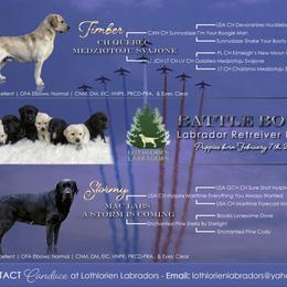 "Battle Born Litter - B Litter" Labrador Retriever Puppies from Lothlorien Labradors