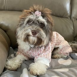 Georgie - Havanese
