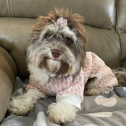 Georgie - Havanese