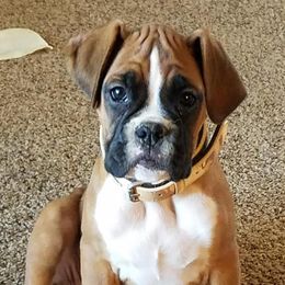 Boxers from Smokin S Kennel