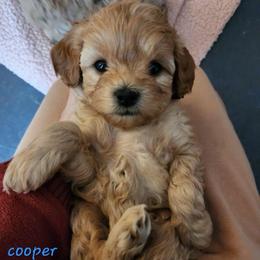 Black collar male - Brown male Shihpoo puppy in Williamsville, New York from Nell’s Doodle & Dolls