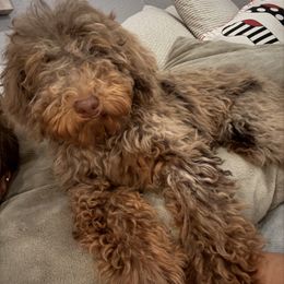 Amaya - Merle female Goldendoodle puppy in Moreno Valley, California from Rainbow SoCal Doodles