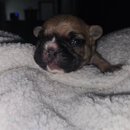 Leo - Fawn and white male French Bulldog puppy in Monterey, Louisiana from McaysKennels