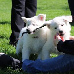 Berger Blanc Suisse and White Shepherd Puppies from Starfyre Berger Blanc Suisse / White Shepherds