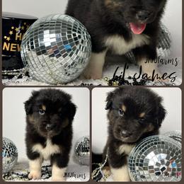 (2) Little James 1623 - Black tri-color male Australian Shepherd puppy in Huntington, Texas from JKKJ Farms