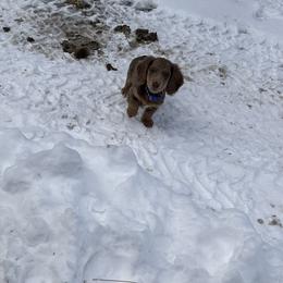 Dachshund Puppies from Dollhouse Doxies