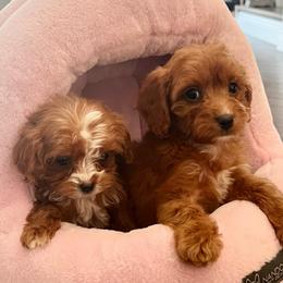 Honey (Guardian Home) - Red  female Goldendoodle puppy in Apopka, Florida from The Classic Doodle