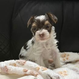 Dodger AKC - Chocolate, tan and white male Yorkshire Terrier puppy in Labelle, Florida from Chocolate and Parti Yorkies in Florida