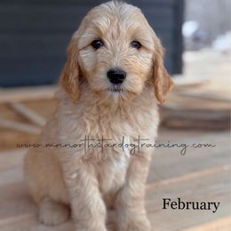 February - Cream Goldendoodle puppy in Lancaster, Minnesota from North Star Dog Training