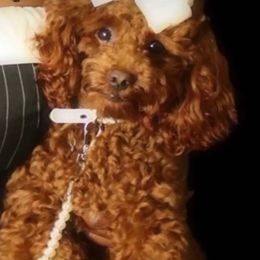 Remi - Poodle