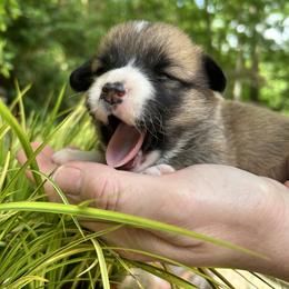 Pembroke Welsh Corgi Puppies from Dalton Family Corgis