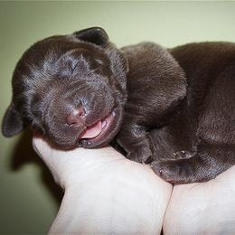 Labrador Retriever Puppies from Kingridge Kennels