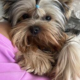 Yorkshire Terrier Puppies from Empress Kiss Yorkies