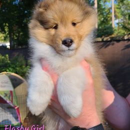 Shetland Sheepdog Puppies from Winterfell Shetland Sheepdogs
