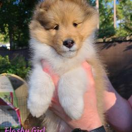 Shetland Sheepdog Puppies from Winterfell Shetland Sheepdogs