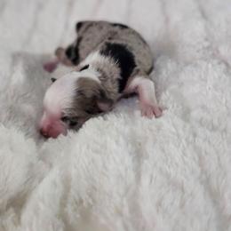 Trixie - Blue merle female Miniature Australian Shepherd puppy in Gainesboro, Tennessee from Family Tradition