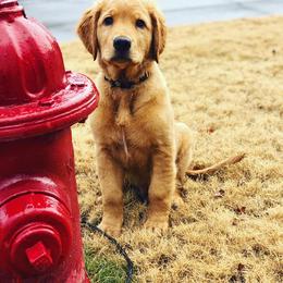 Golden Retriever Puppies from Bella’s Golden Pups