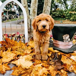 Alice - Apricot female Goldendoodle puppy in Everett, Washington from Big Top Doodles