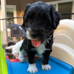 Thunder - Black tri-color male Aussiedoodle puppy in Mesa, Arizona from Sweet AZ Doodles